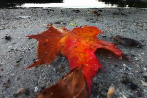 Illustrasjon fotokurs mobil